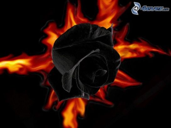 rosa-nera,-fuoco-165757